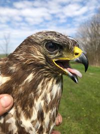 m&auml;usebussard frei